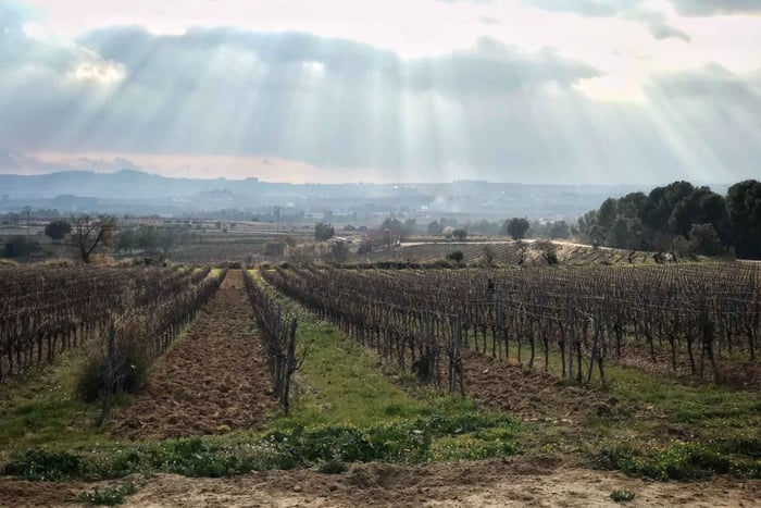 From Barcelona - Pvt Penedès Wine & Cava Tastings with Lunch