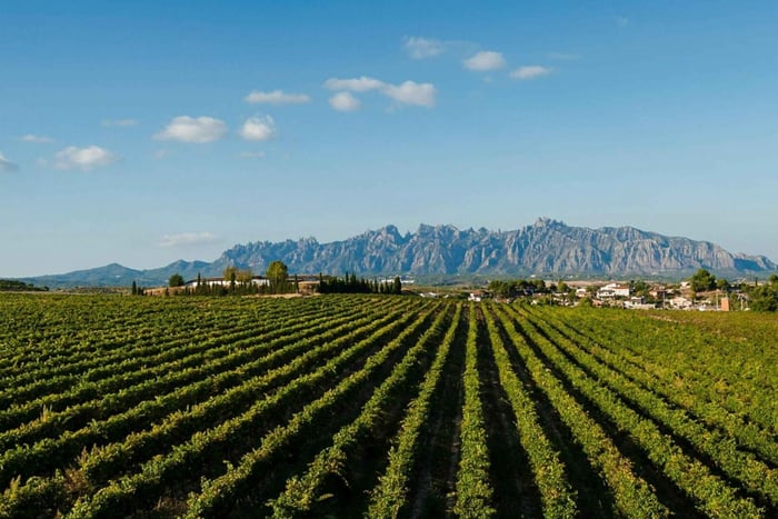 Montserrat & Cava Wineries Day Trip from Barcelona w/ Pickup