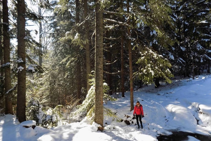 Tara National Park Winter Hike from Belgrade