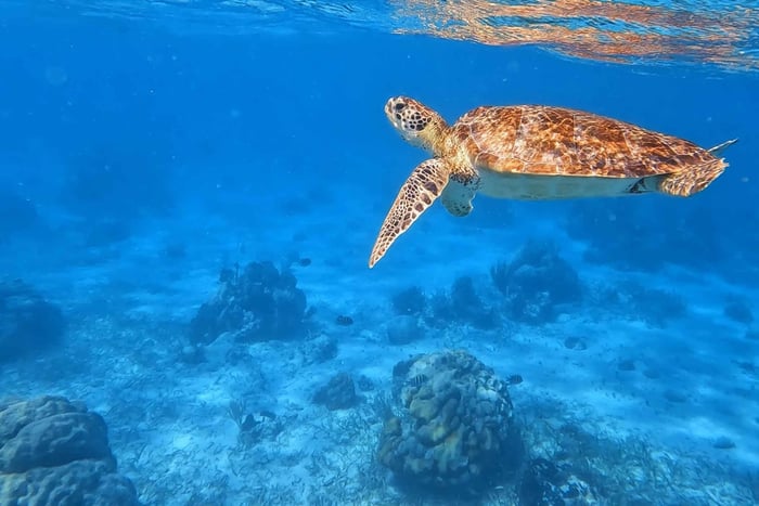 Caye Caulker: Half Day Snorkeling Tour with Sunset Cruise