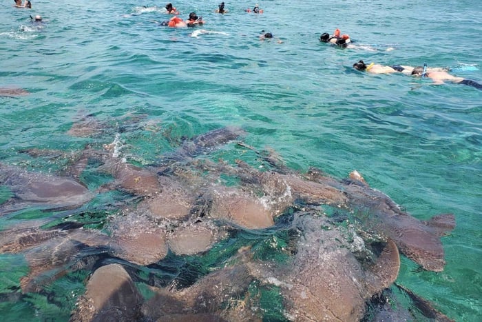 Caye Caulker Marine Reserve Half Day Snorkeling Adventure