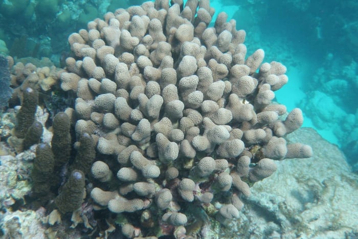 De Caye Caulker: Passeio de Snorkeling na Reserva Marinha