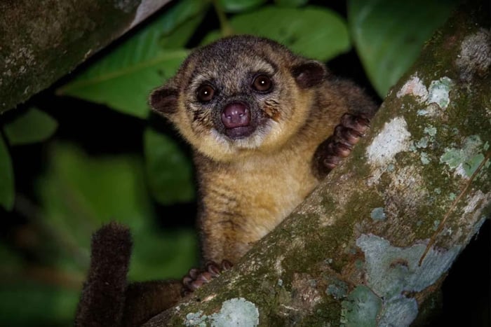 Guided Jungle Night Tour with Flashlights