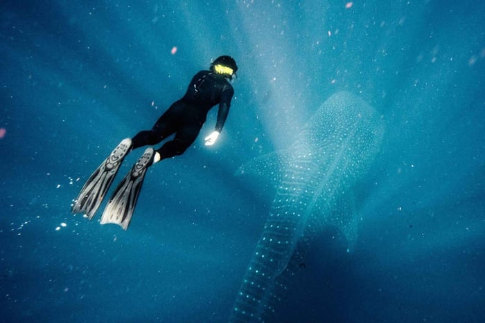 Viaje de buceo para la conservación marina en Belice