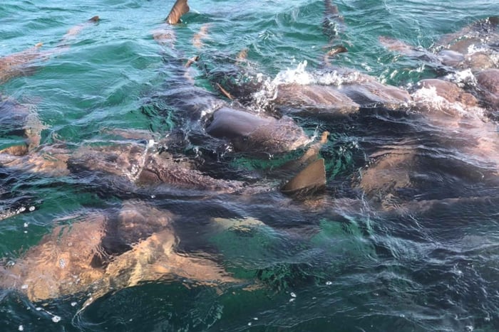 San Pedro: Snorkeling Trip with 4 Stops, Sharks, and Lunch