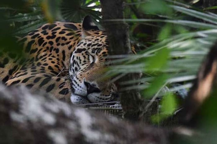 Belice salvaje: aventura en el zoo y encuentro con animales