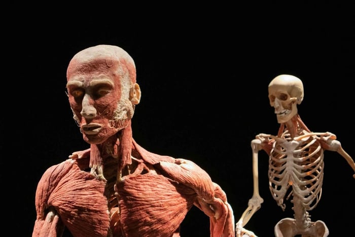 Берлин: билет в BODY WORLDS и аудиотур по главным достопримечательностям города