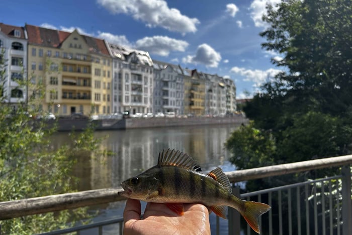 Passeios de pesca guiados em Berlim e Brandemburgo
