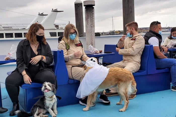 crociera turistica e costume di Halloween per cani