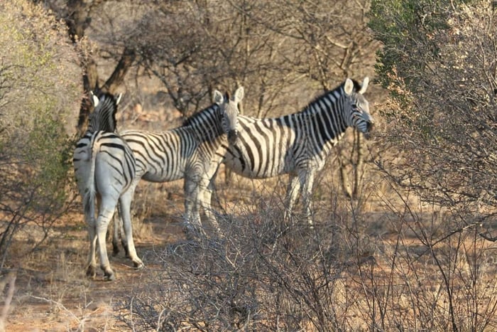 Abenteuer rund um Gaborone