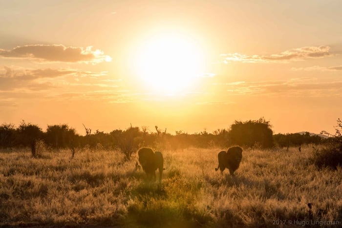 Chobe: 2-dagars safari med mobil camping