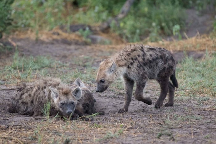 Game drive di un'intera giornata al Chobe e crociera in barca Safari