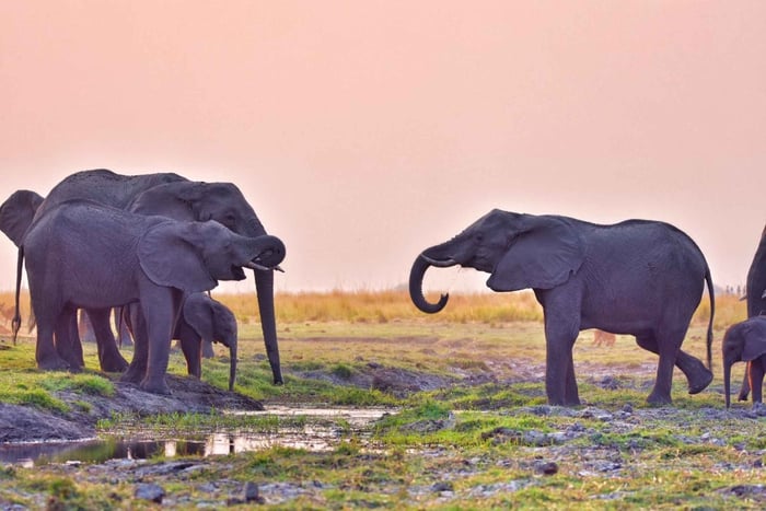 Chobe National Park: Pirschfahrt, Mittagessen und Kreuzfahrt Tagesausflug