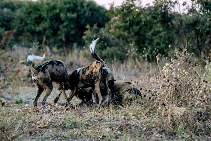 Kasane: Chobe National Park Game Drive Tour