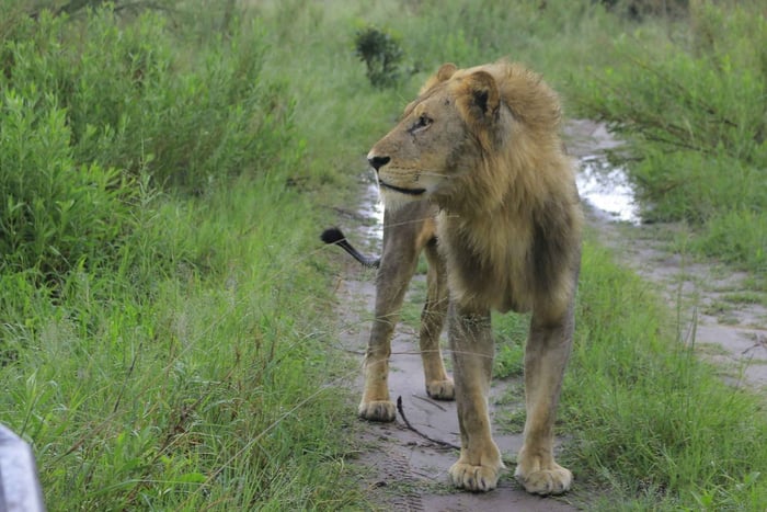 Khwai & Moremi: Safari tour with game drives & boat cruise