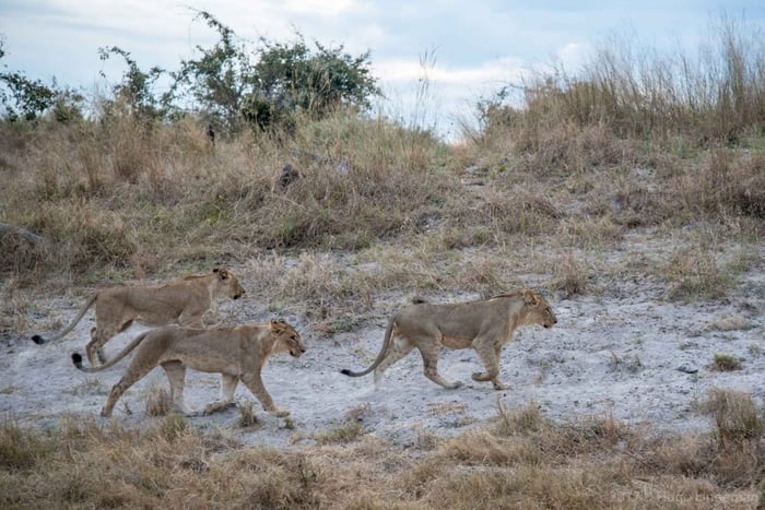 Livingstone: Chobe National Park Day Trip with Lunch