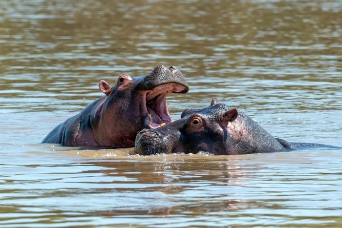 Maun: Safari di 8 giorni nel Delta dell'Okavango con campeggio