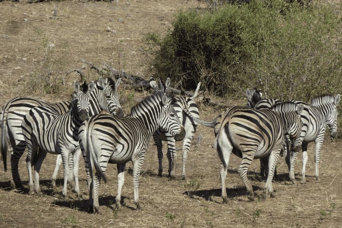 Moremi Game Reserve Day Trip