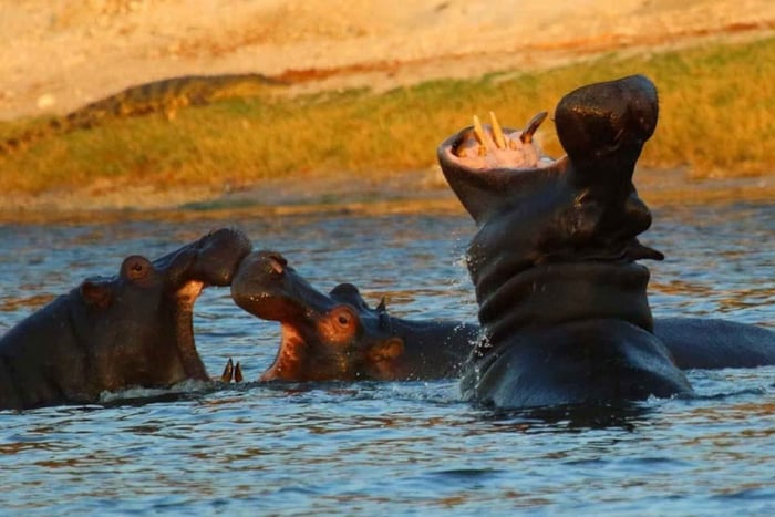 Da Kasane: Crociera al tramonto sul fiume Chobe