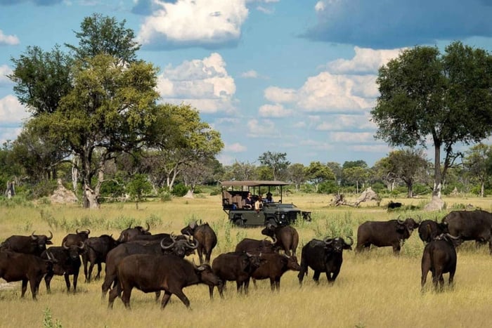 Safari de um dia em grupo pequeno no Parque Nacional de Chobe a partir de Victoria Falls