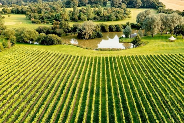 Ebike Tour Albourne Estate: Degustação de vinhos e Downs eBiking