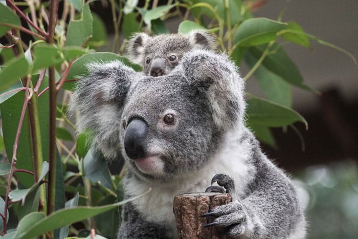 Brisbane: Lone Pine Koala Sanctuary Day Pass