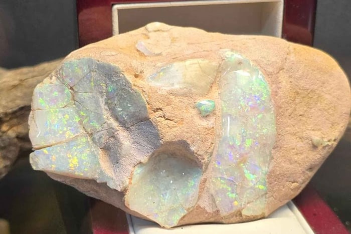 Brisbane: Opal Museum Entry Ticket with Virtual Guide