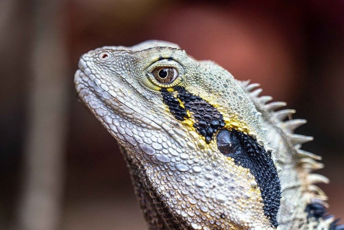 Brisbane: Yksityinen Brisbane-kierros pysähdyksillä