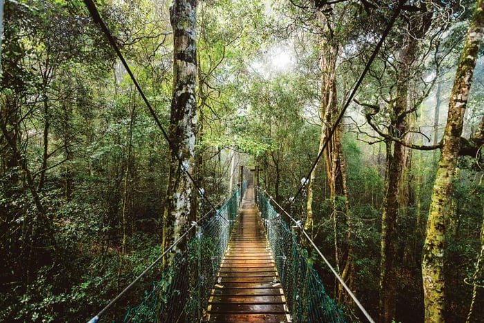 Vanuit regenwoudtour in Lamington National Park