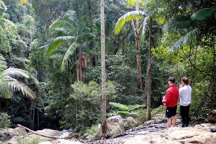 Depuis Brisbane : visite privée de la forêt tropicale de Maiala