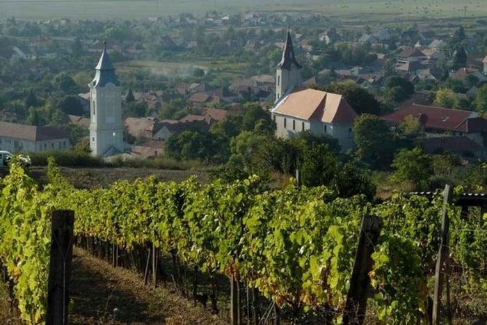Wine taste in Tokaj Private Day Tour from Budapest