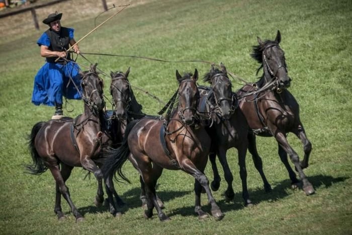 Puszta Horse Show and Countryside Visit
