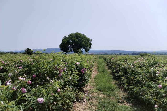 Kazanlak: autentica esperienza di raccolta delle rose