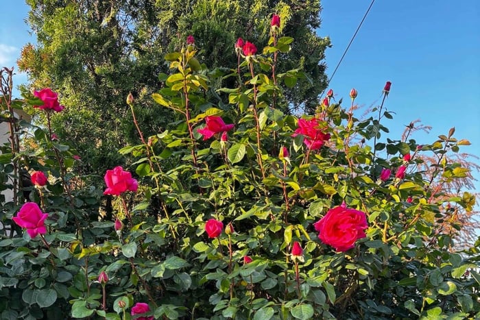Sofia – Kazanluk Rose Valley & Oil Distillery Tour