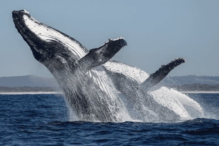 Ballina : croisière d'observation de baleines de 2 h avec un biologiste marin