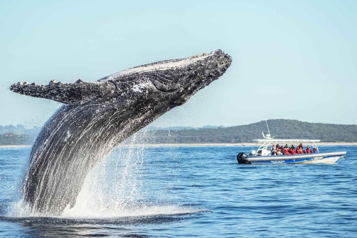 Byron Bay: Walvistour met een mariene bioloog