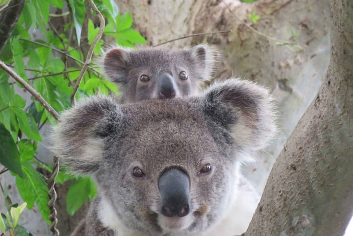 Tour dei Koala selvatici di Byron Bay