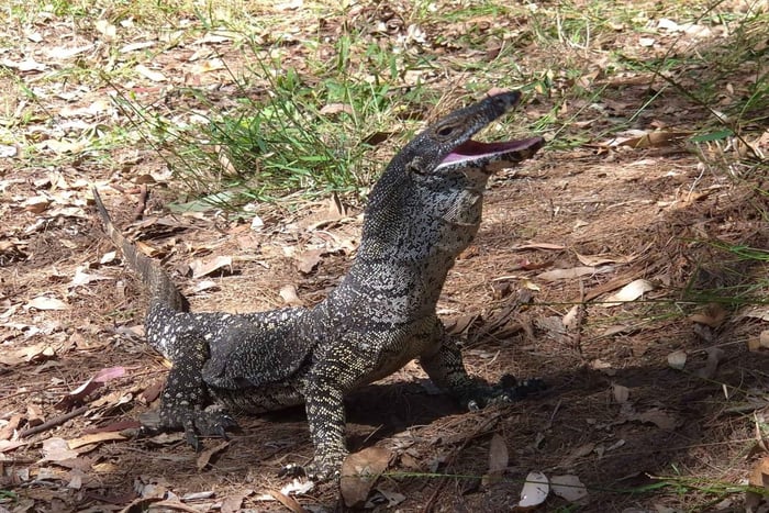 Gold Coast: Excursão Particular pela Floresta com Zoólogo
