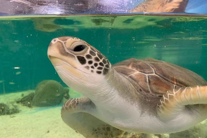 Cairns: Ticket für das Aquarium und die Schildkröten-Rehabilitationstour