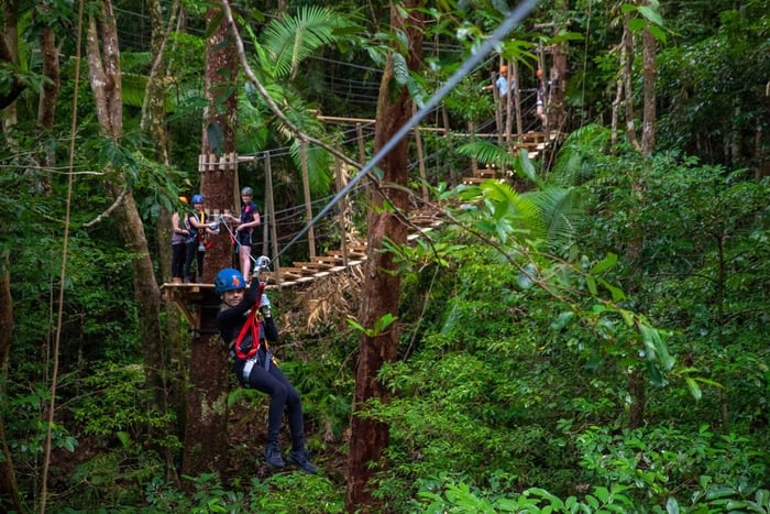Cairns: Daintree Rainforest Canopy Ziplining Tour: Daintree Rainforest Canopy Ziplining Tour