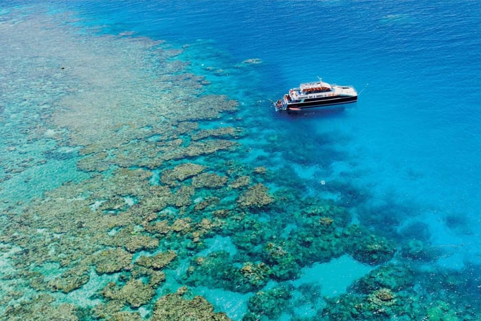 Cairns: Great Barrier Reef Snorkeling Cruise with Lunch (Suuren valliriutan snorklausristeily lounaalla)