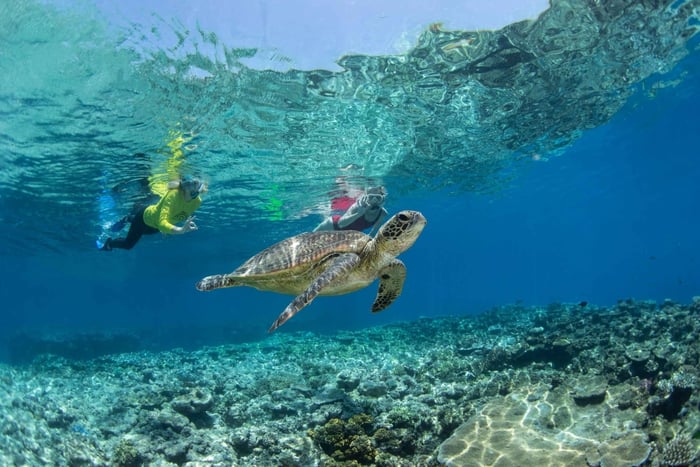 Cairns: Silverswift 3 Great Barrier Reef-locaties in 1 dag