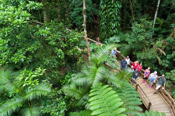 Von Cairns aus: Daintree Rainforest & Cape Tribulation 4WD Tour