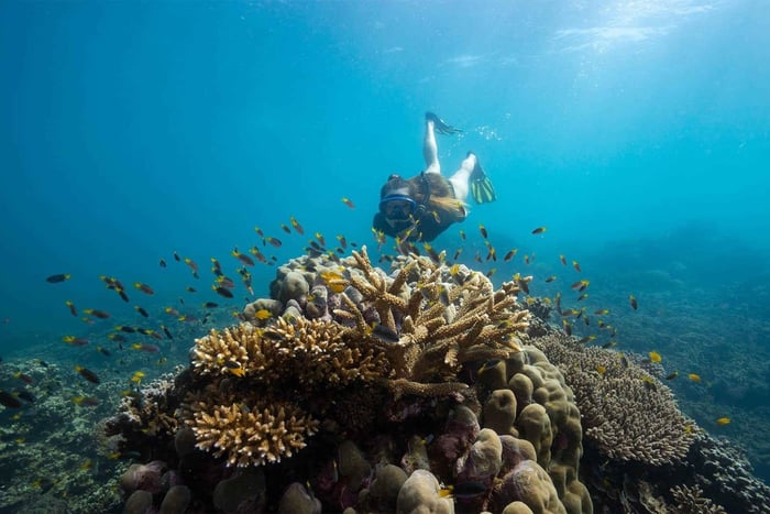 Vanuit Cairns: all-in dagtour naar Frankland Island