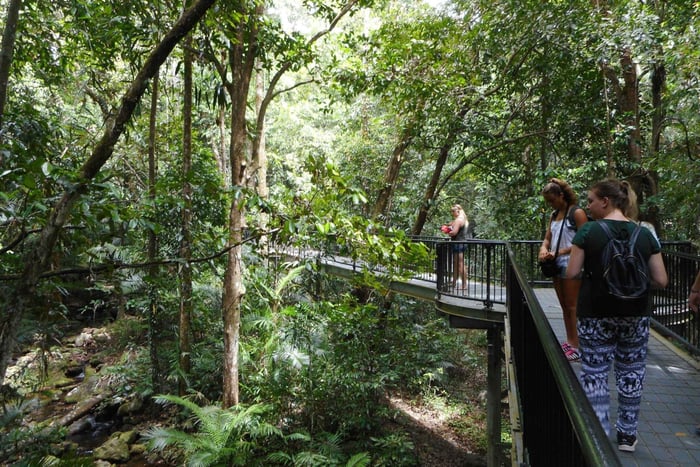 2-tägige Tour zu den Wasserfällen und nach Daintree
