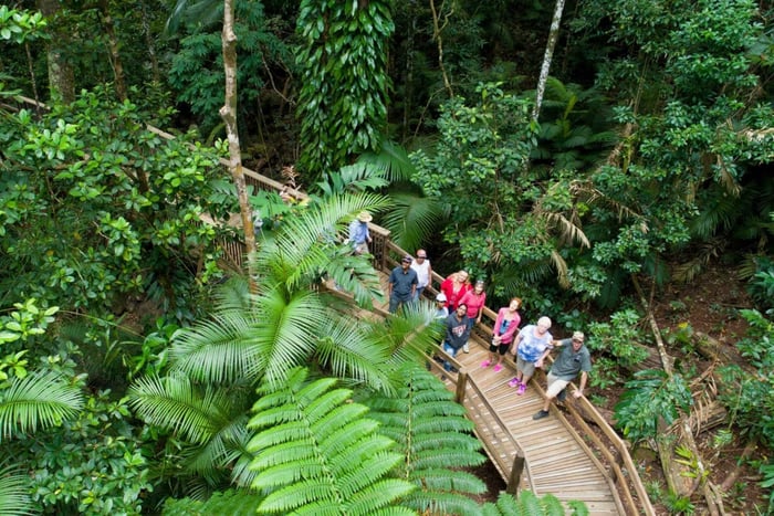 Z Daintree Rainforest & Cape Tribulation 4WD Tour