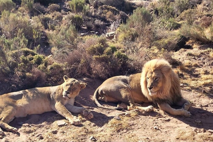 Sonnenuntergangs-Safari mit den Big Five im Aquila-Reservat und Buffet