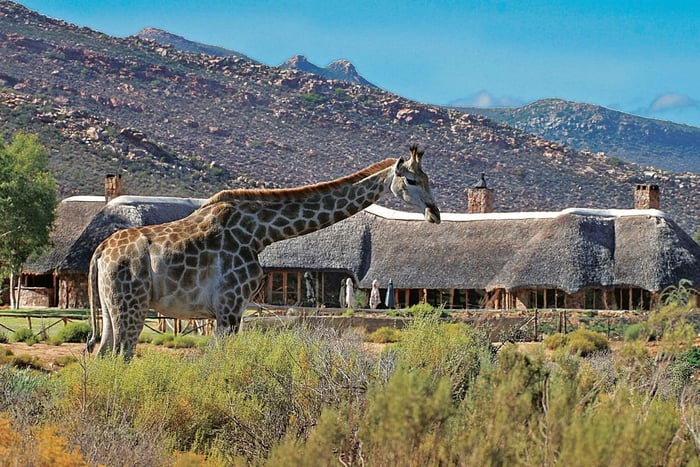 Ciudad del Cabo: safari de los 5 grandes y almuerzo en Aquila Private Game Reserve