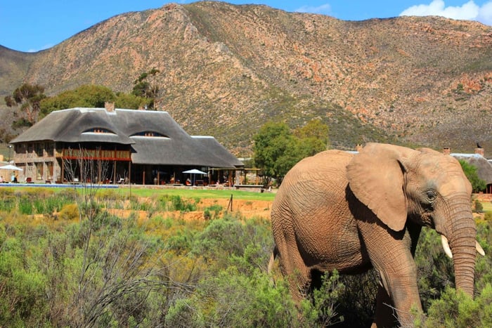 Ciudad del Cabo: Safari con almuerzo en la Reserva Privada de Caza Aquila