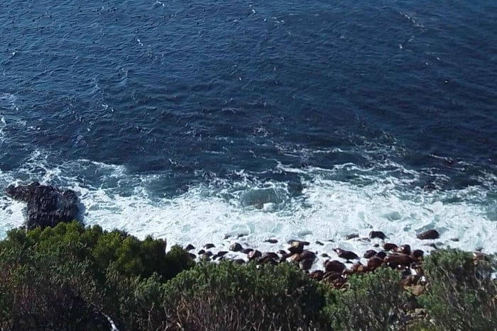 Excursión al Cabo de las Agujas, extremo sur del continente africano